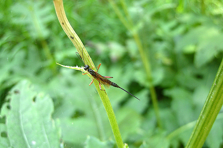 Ichneumonidae indet
